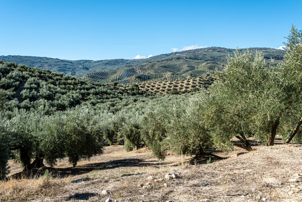 Prachtige olijfboomgaard in het warme mediterrane zonlicht, met rijen weelderige olijfbomen die zich uitstrekken tot aan de horizon. De zilvergroene bladeren vangen het zonlicht op en creëren een rustgevend en schilderachtig landschap.