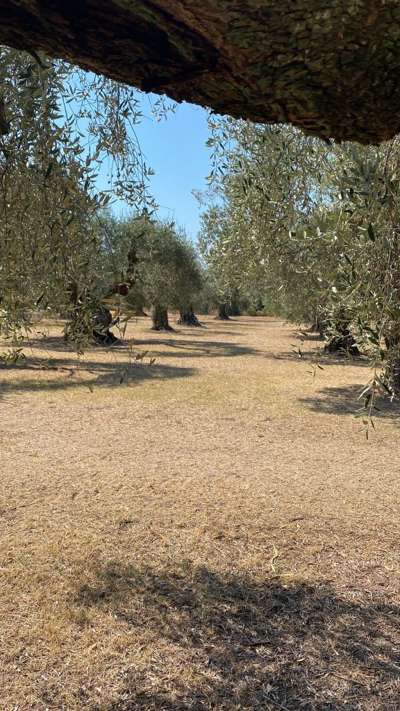 Olijfgaard Puglia, Italië